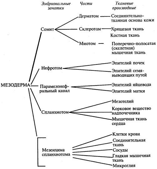 Схема 8.1. Дифференцировка мезодермы - student2.ru