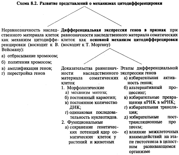 Схема 8.1. Дифференцировка мезодермы - student2.ru
