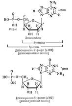 Схема регуляции биосинтеза белков-ферментов в соответствии с концепцией оперона. - student2.ru