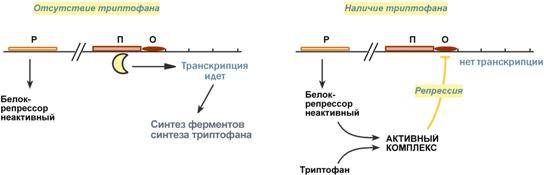 Схема строения и работы оперона - student2.ru