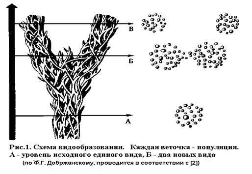 Современная (синтетическая) теория эволюции - student2.ru