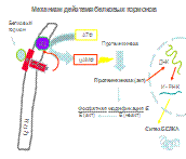 Современные представления о механизме действия гормонов белковой природы - student2.ru