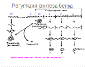 Современные представления о механизме действия гормонов белковой природы - student2.ru