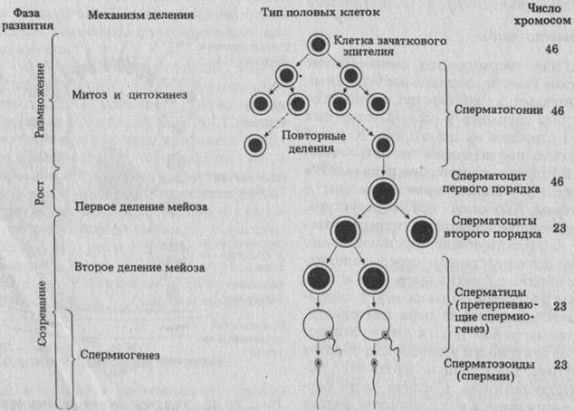 Сперматогенез. Оплодотворение - student2.ru