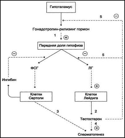 Сперматогенез. Оплодотворение - student2.ru