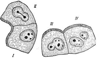 способы деления клетки. митоз. мейоз. - student2.ru