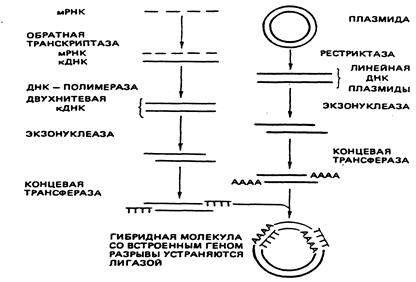 Способы искусственного получения генов. - student2.ru