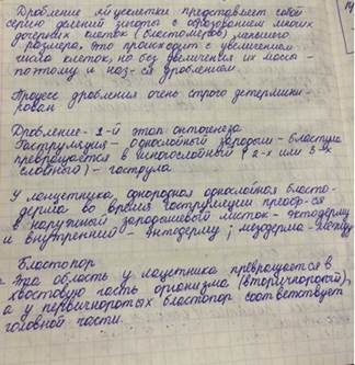 Способы размножения организмов - student2.ru