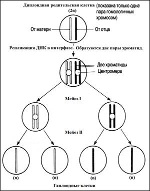 Сравнение митоза в животных и растительных клетках - student2.ru