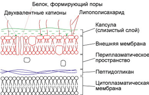 Сравнительная характеристика грамположительных и грамотрицательных бактерий - student2.ru