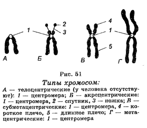 Средние размеры клеток животных и растений - student2.ru