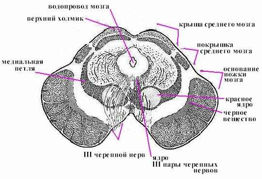 Средний мозг (границы, структурные единицы, белое и серое вещество) - student2.ru
