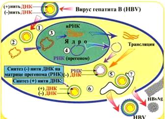 СРС: Аденовирусы. Лабораторная диагностика аденовирусных инфекций - student2.ru