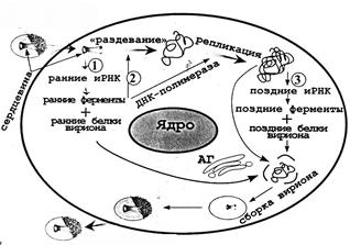 СРС: Аденовирусы. Лабораторная диагностика аденовирусных инфекций - student2.ru