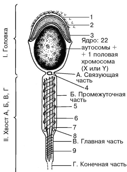 Стенка СЕРОЗНОЙ оболочки тоже состоит из - student2.ru