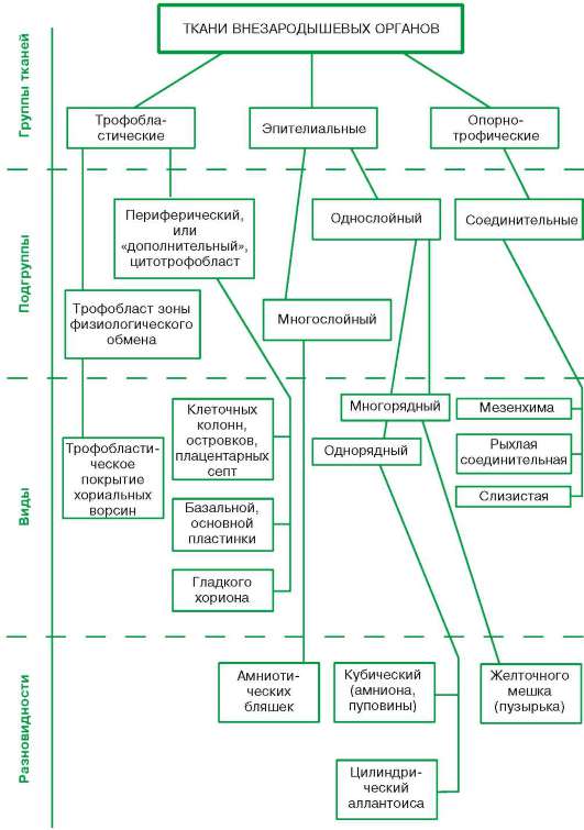 Стенка СЕРОЗНОЙ оболочки тоже состоит из - student2.ru