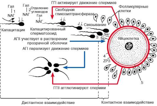 Стенка СЕРОЗНОЙ оболочки тоже состоит из - student2.ru