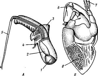 Стилет, 2 — антеннула, 3 — максилла 1,4 — присоска, 5 — грудная ножка, 6 — семенник, 7 — печень, 8 — максилла II, 9 — антенна, возле нее — глаз - student2.ru