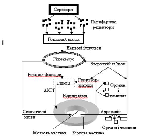 Стрес і продуктивність. Адаптація тварин - student2.ru