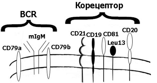 Строение антигенраспознающего комплекса - student2.ru