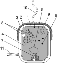 Строение бактериальной клетки - student2.ru
