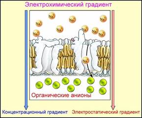 Строение и функции клеточной оболочки - student2.ru