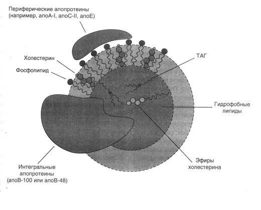 Строение и классификация липопротеинов - student2.ru