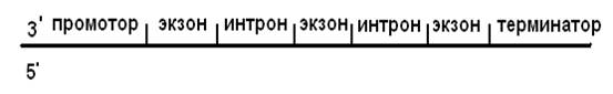 строение и работа гена. созревание информационной рнк - student2.ru