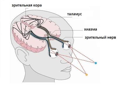 Строение и работа зрительного анализатора человека - student2.ru