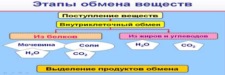 Строение мочевыделительной системы. - student2.ru