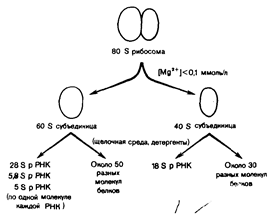 Строение одного протомера. - student2.ru