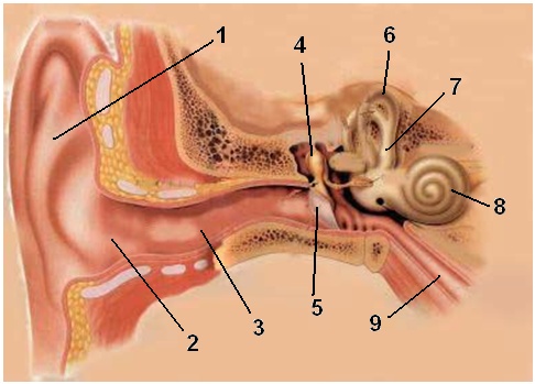 Строение преддверно-улиткового органа - student2.ru