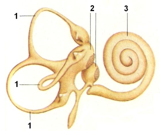 Строение преддверно-улиткового органа - student2.ru