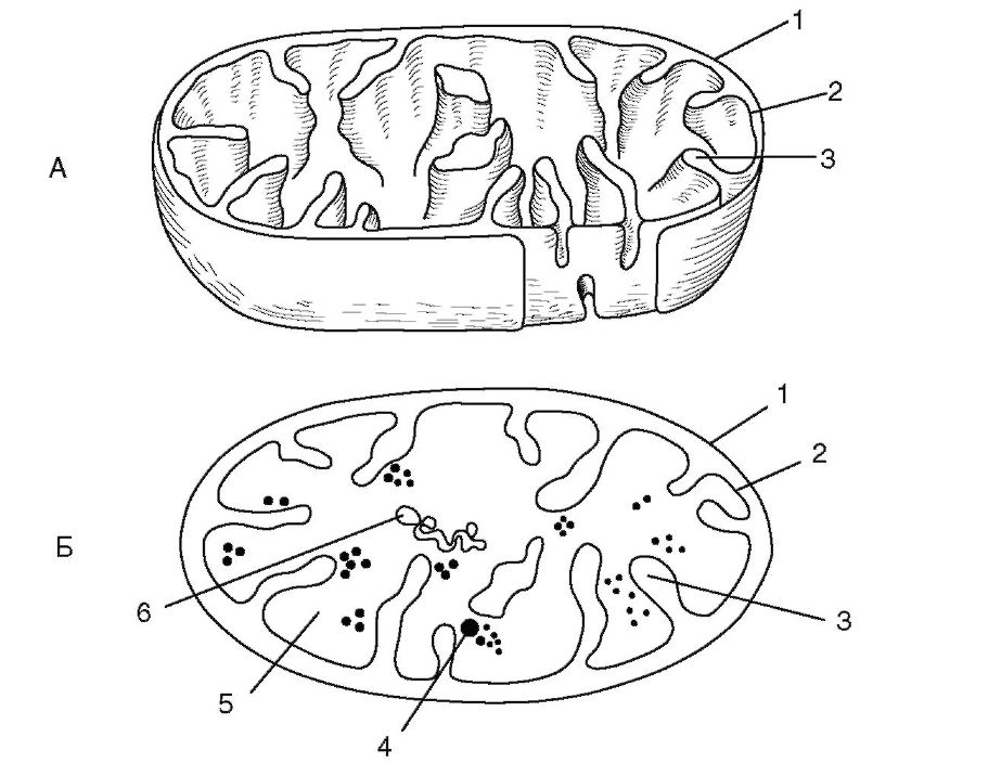 Строение растительной клетки. Митохондрия (рис. 1.2) - двумембранный органоид - student2.ru