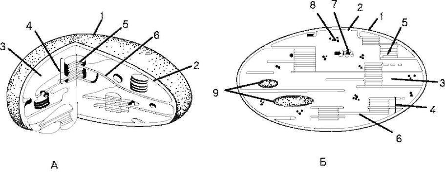 Строение растительной клетки. Митохондрия (рис. 1.2) - двумембранный органоид - student2.ru