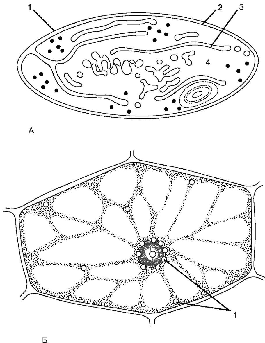 Строение растительной клетки. Митохондрия (рис. 1.2) - двумембранный органоид - student2.ru