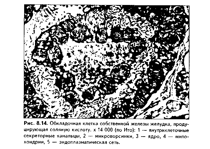 строение секреторных клеток - student2.ru