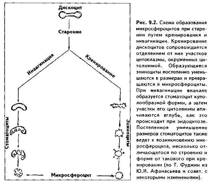 строение секреторных клеток - student2.ru