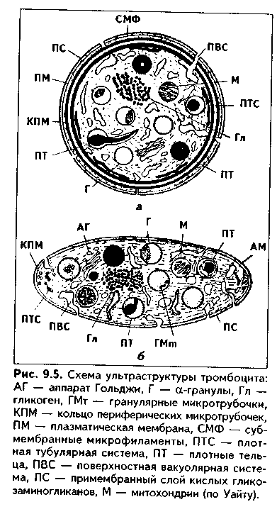 строение секреторных клеток - student2.ru