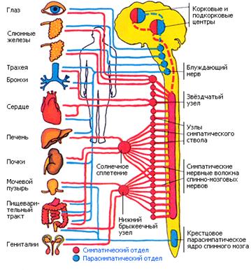 Строение вегетативной нервной системы - student2.ru