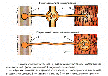 Строение вегетативной нервной системы - student2.ru