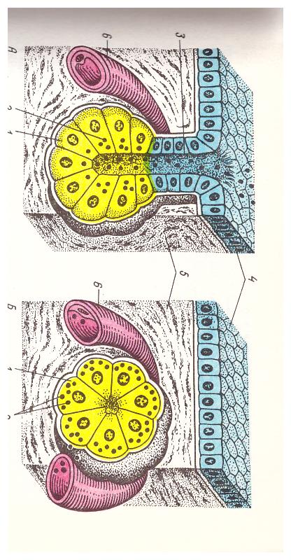 Строение железистого эпителия. Железы. - student2.ru