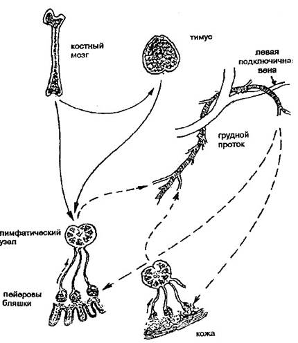 структура и функции иммунной системы - student2.ru