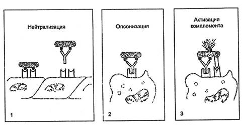 структура и функции иммунной системы - student2.ru