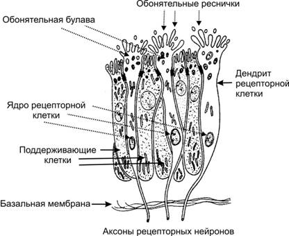 Структура и функция центрального отдела обонятельного ана­лизатора - student2.ru