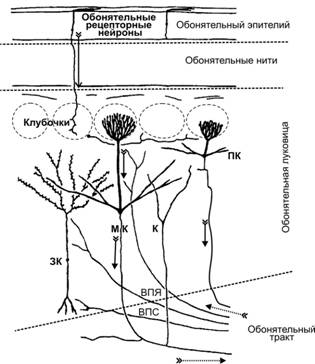 Структура и функция центрального отдела обонятельного ана­лизатора - student2.ru