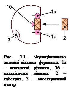 Структура та властивості ферментів - student2.ru