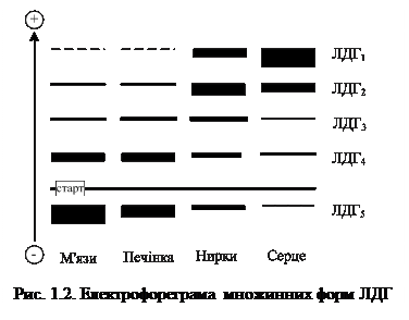 Структура та властивості ферментів - student2.ru