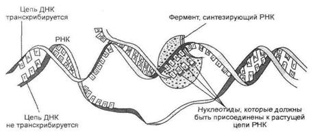 Структурные особенности наследственной конституции прокариотов - student2.ru