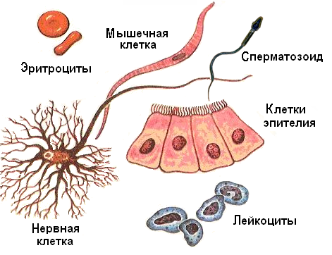 структуры организма человека 2 страница - student2.ru